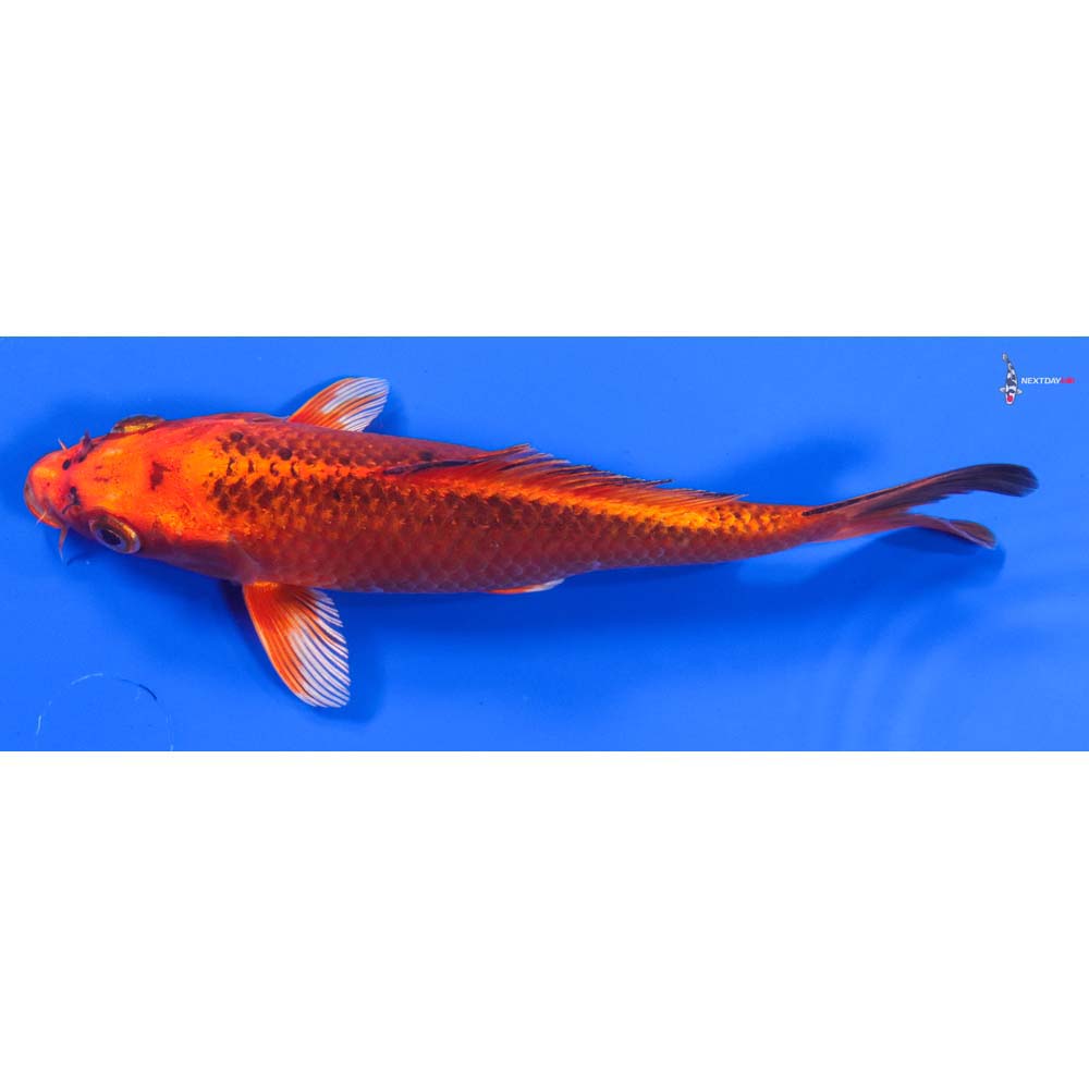 7” Imported Orenji Matsuba - Image 4