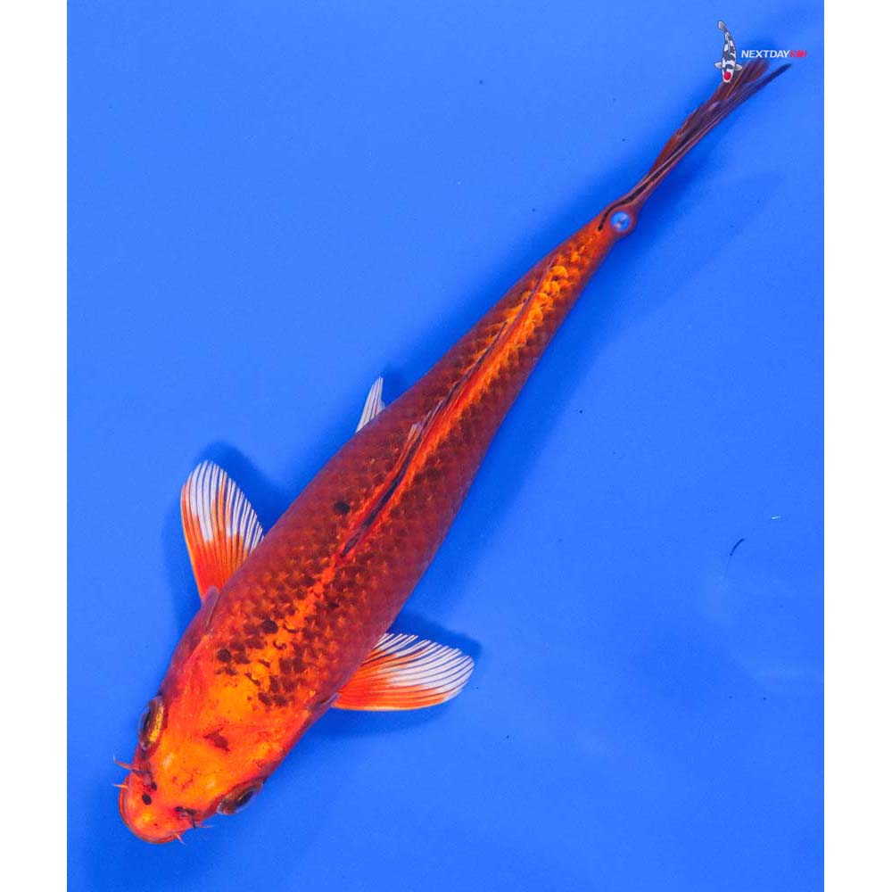 7” Imported Orenji Matsuba - Image 5