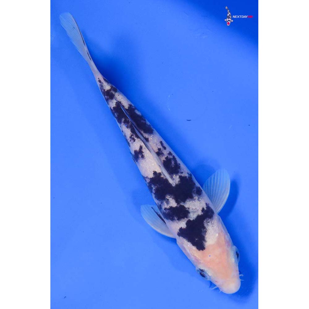 8” Imported Shiro Bekko - Image 3