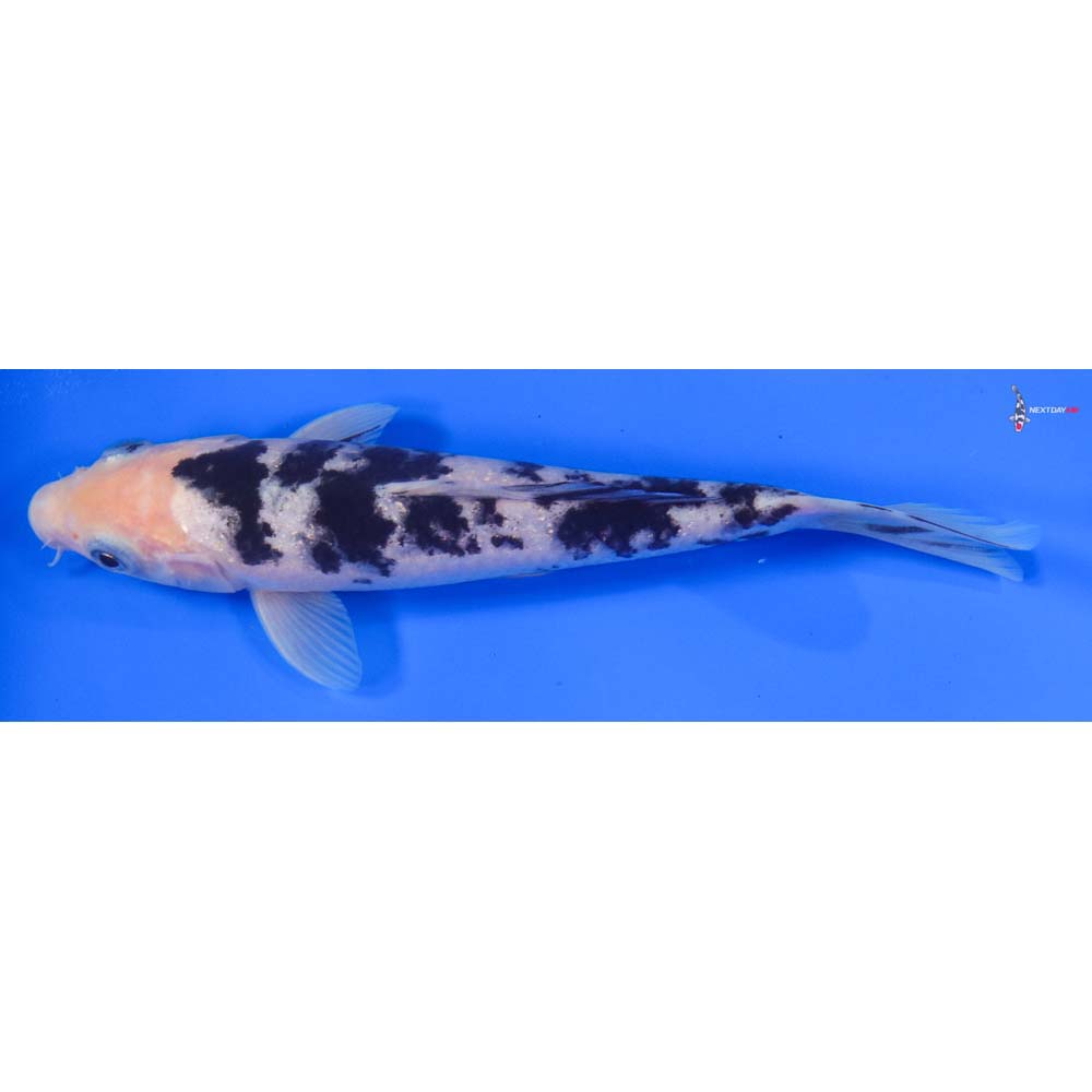 8” Imported Shiro Bekko - Image 4