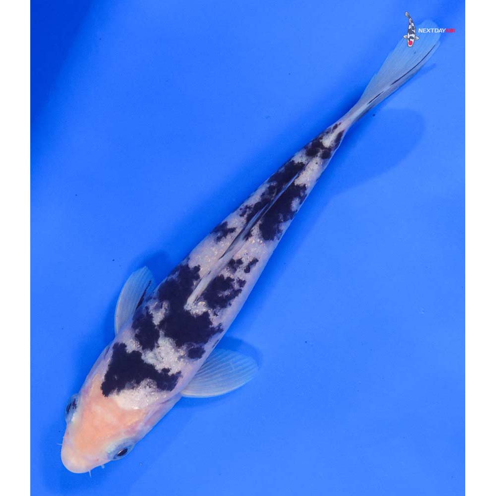 8” Imported Shiro Bekko - Image 5