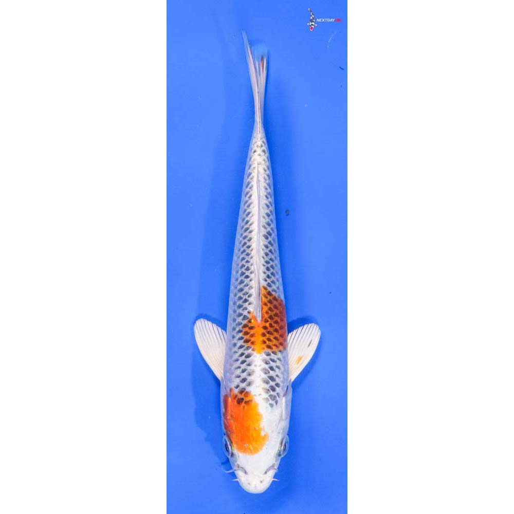 9” Imported Kujaku