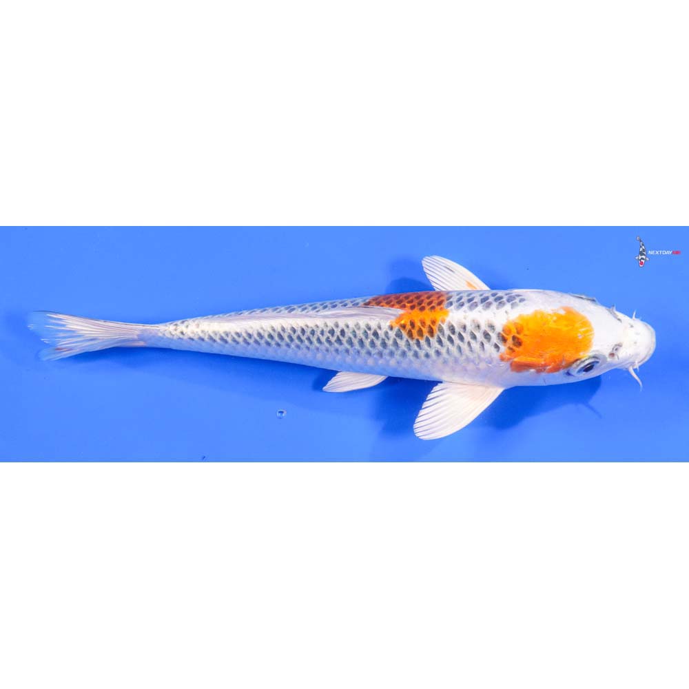 9” Imported Kujaku - Image 2