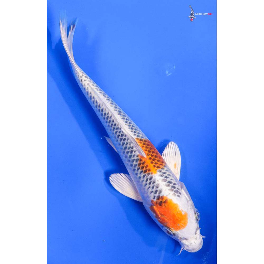 9” Imported Kujaku - Image 3