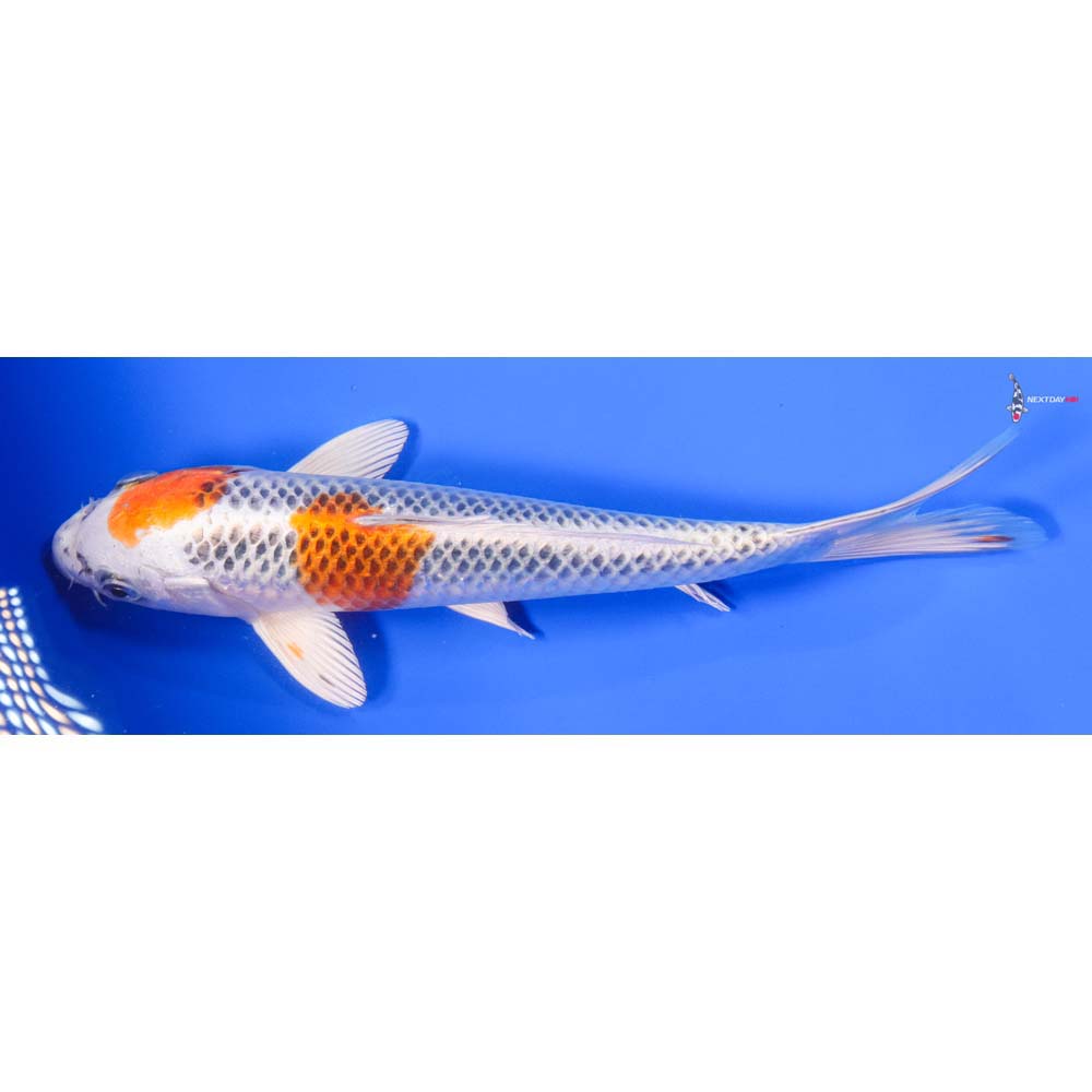 9” Imported Kujaku - Image 4