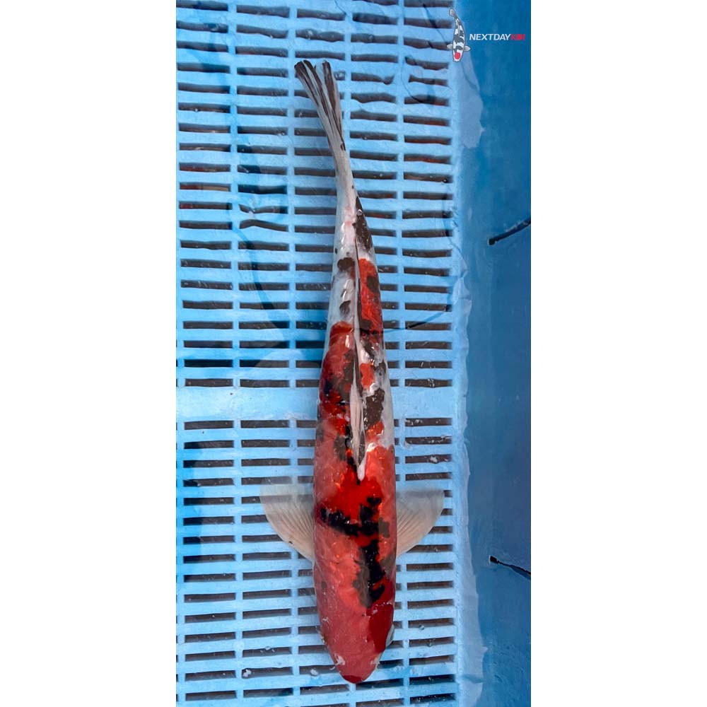 14-16” Imported Gin Rin Sanke
