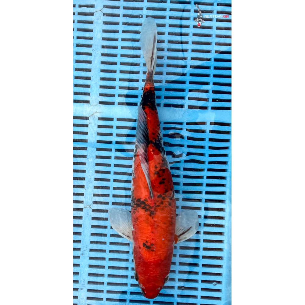 14-16” Imported Goshiki