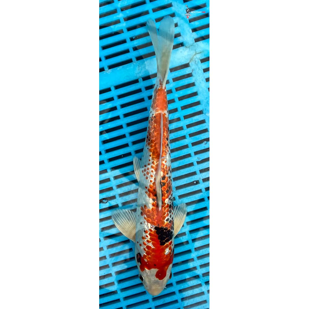 12-14” Imported Gin Rin Beni Matsukawabakke