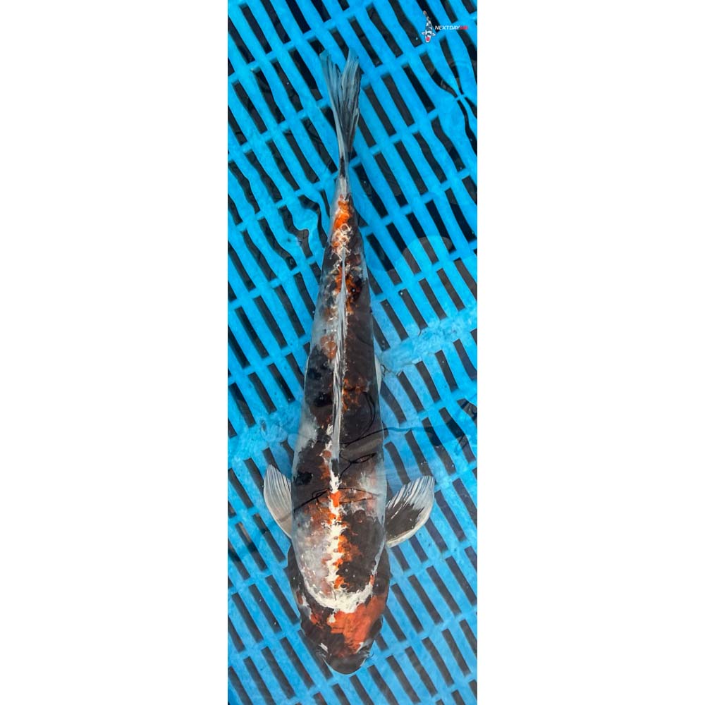 12-14” Imported Kin Showa