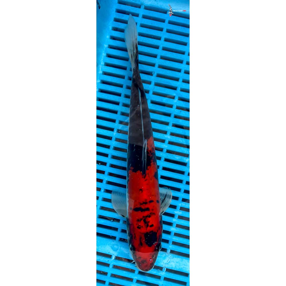 12-14” Imported Doitsu Goshiki