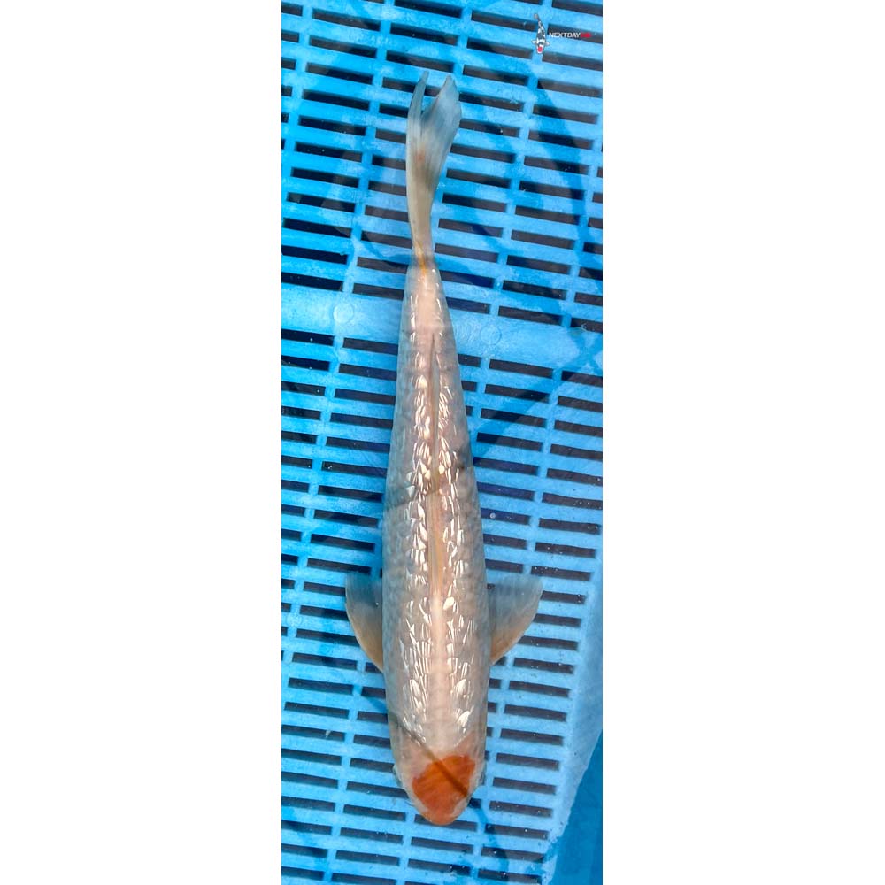 12-14” Imported Ochiba Shigure