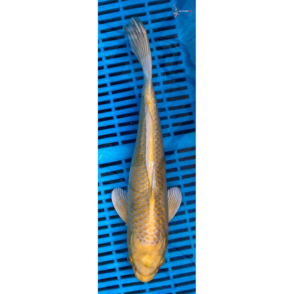 12-14” Imported Yamabuki Ogon
