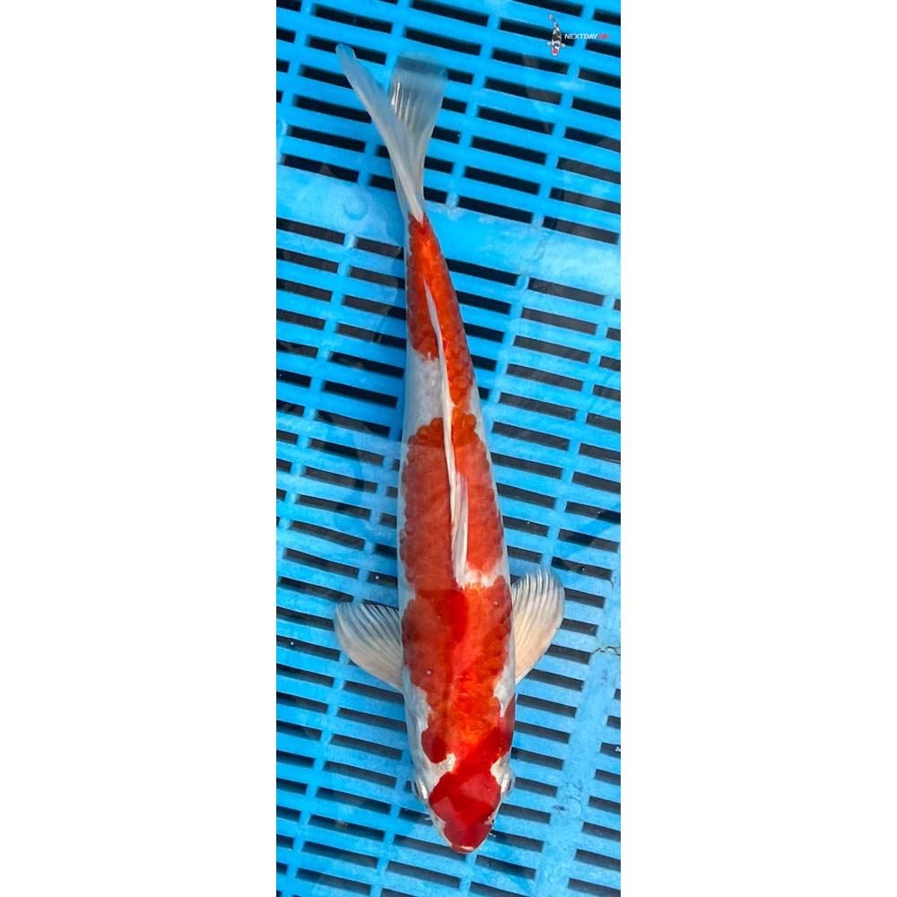 12-14” Imported Hariwake