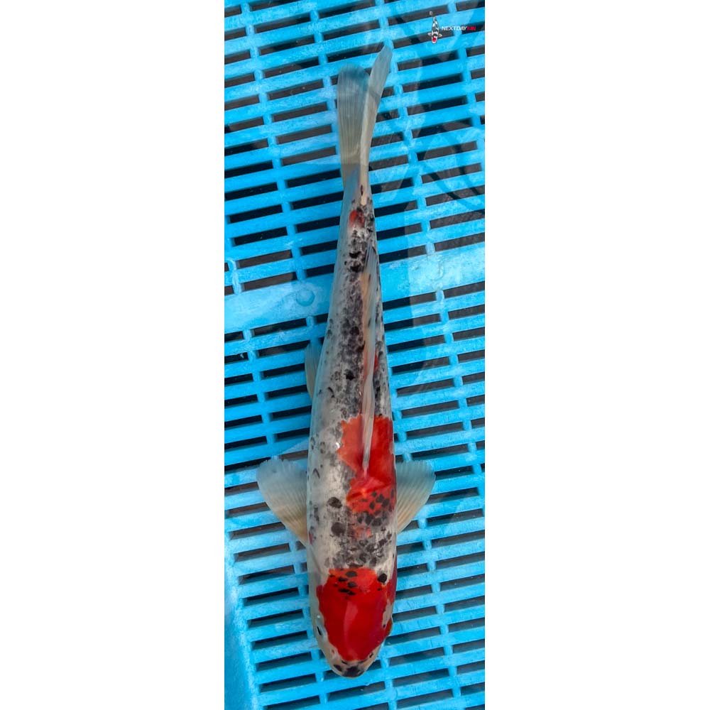 12-14” Imported Goshiki