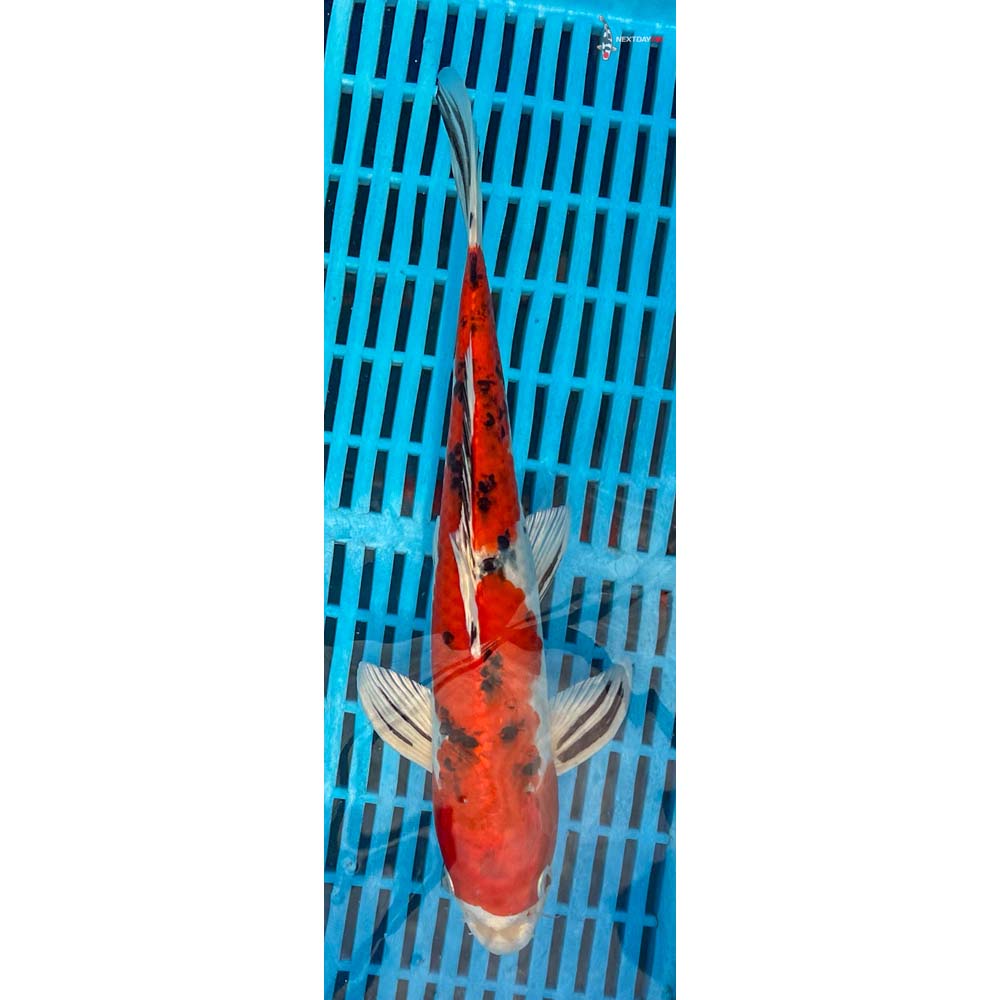 12-14” Imported Yamato Nishiki