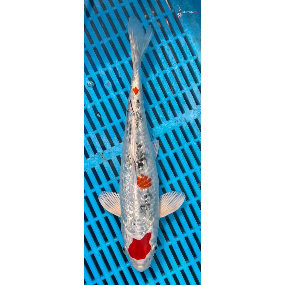 12-14” Imported Gin Rin Yamato Nishiki
