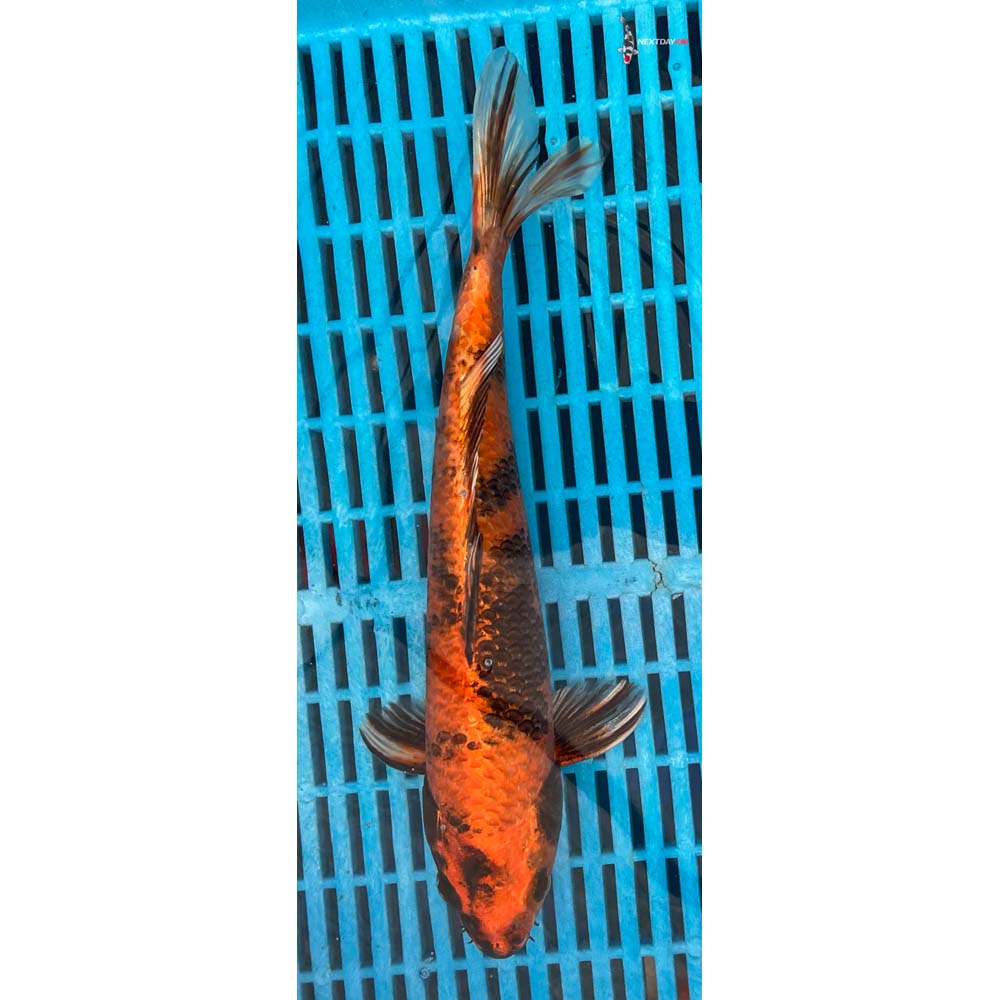 12-14” Imported Kin Hi Utsuri