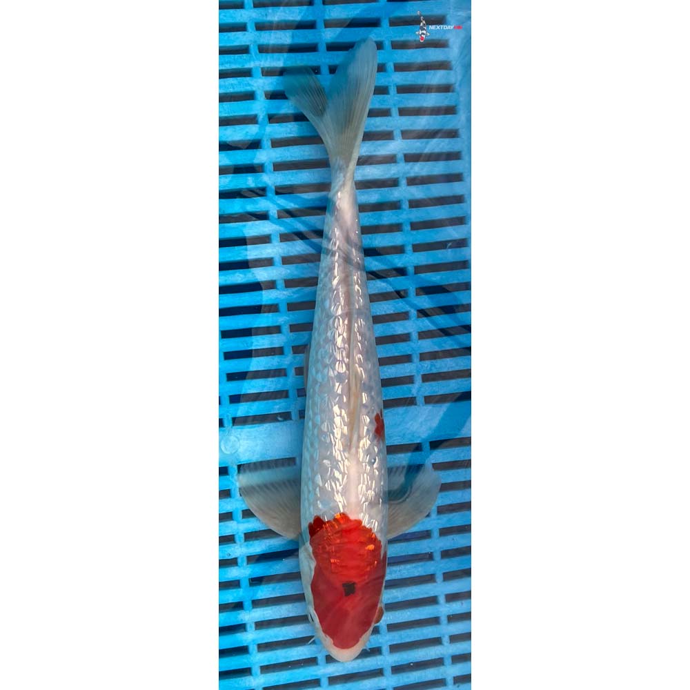 12-14” Imported Gin Rin Sanke