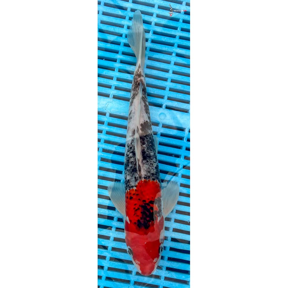 12-14” Imported Goshiki