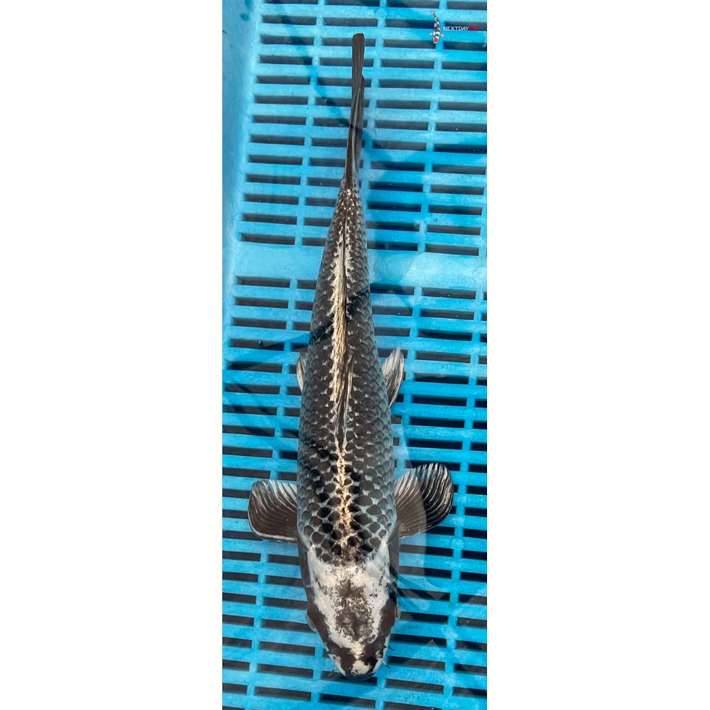 12-14” Imported Gin Matsuba