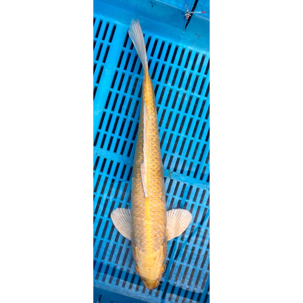 14-16” Imported Yamabuki Ogon