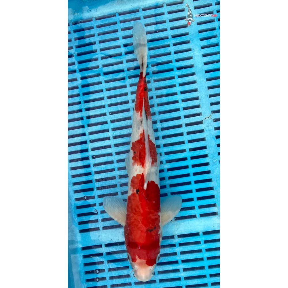 12-14” Imported Sanke