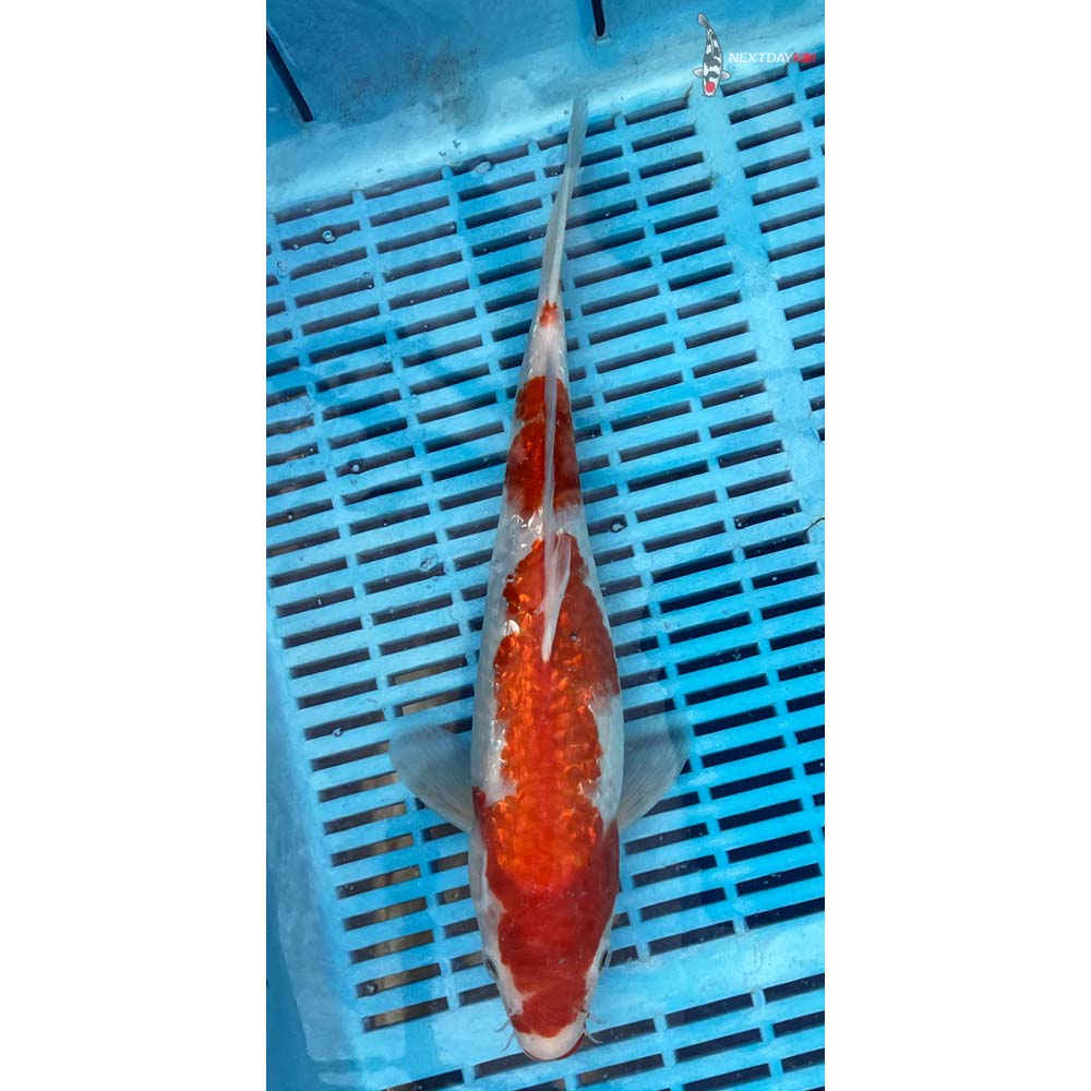 12-14” Imported Gin Rin Kohaku