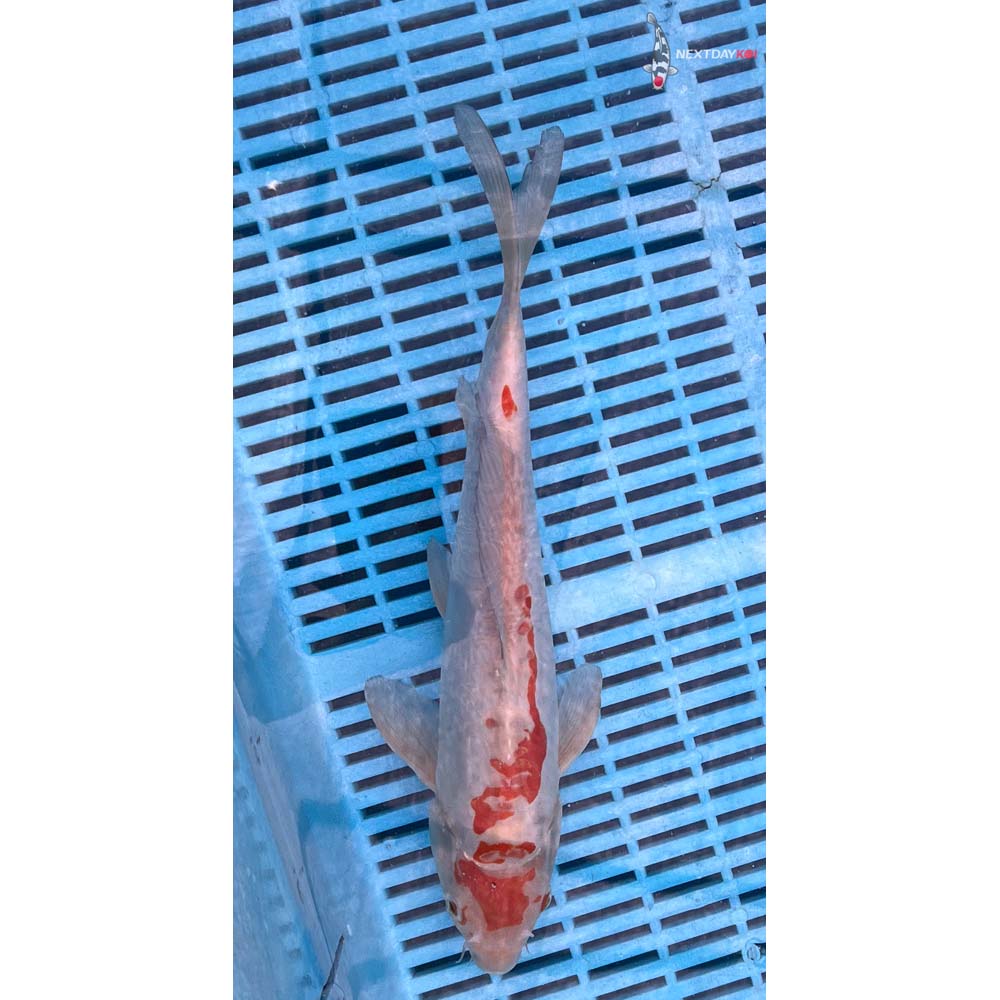 12-14” Imported Doitsu Kohaku