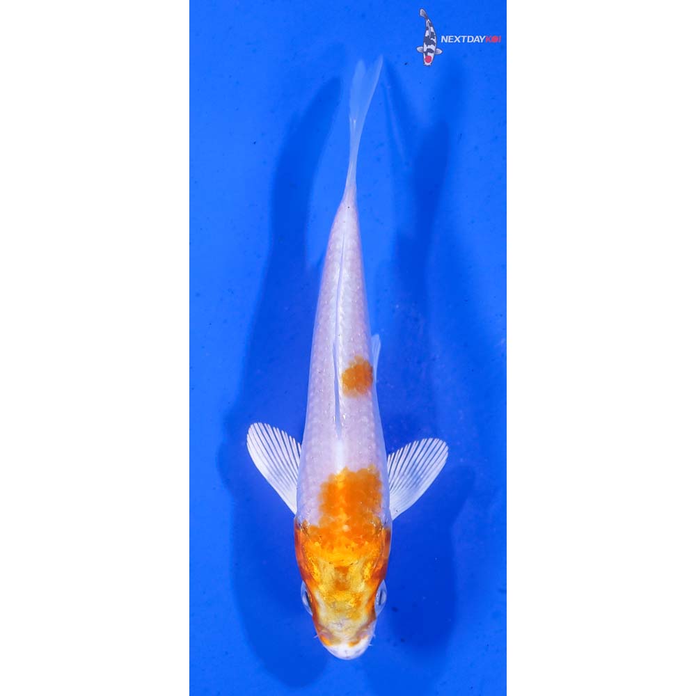 4” Imported Hariwake