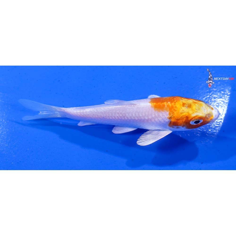 4” Imported Hariwake