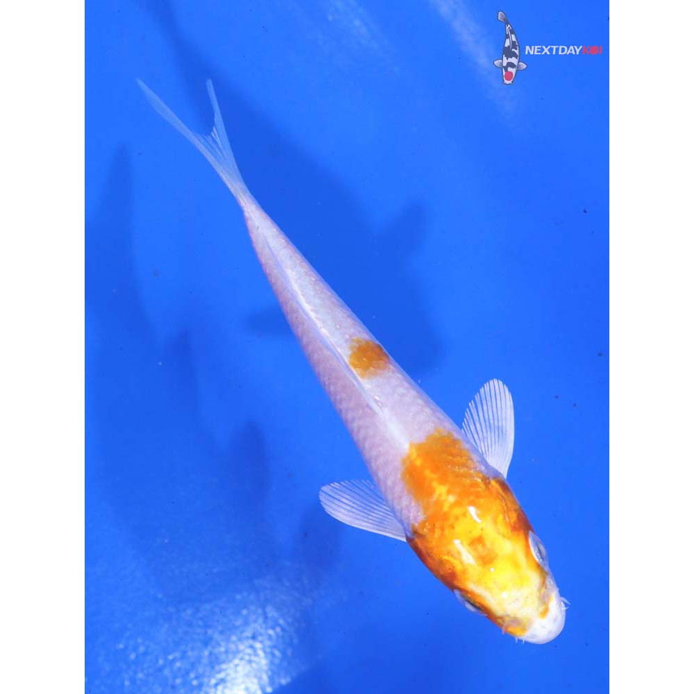 4” Imported Hariwake