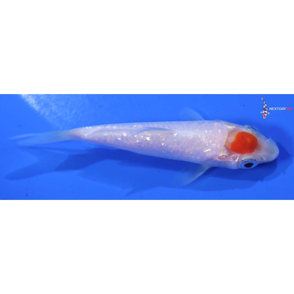 3” Imported Gin Rin Tancho Kohaku