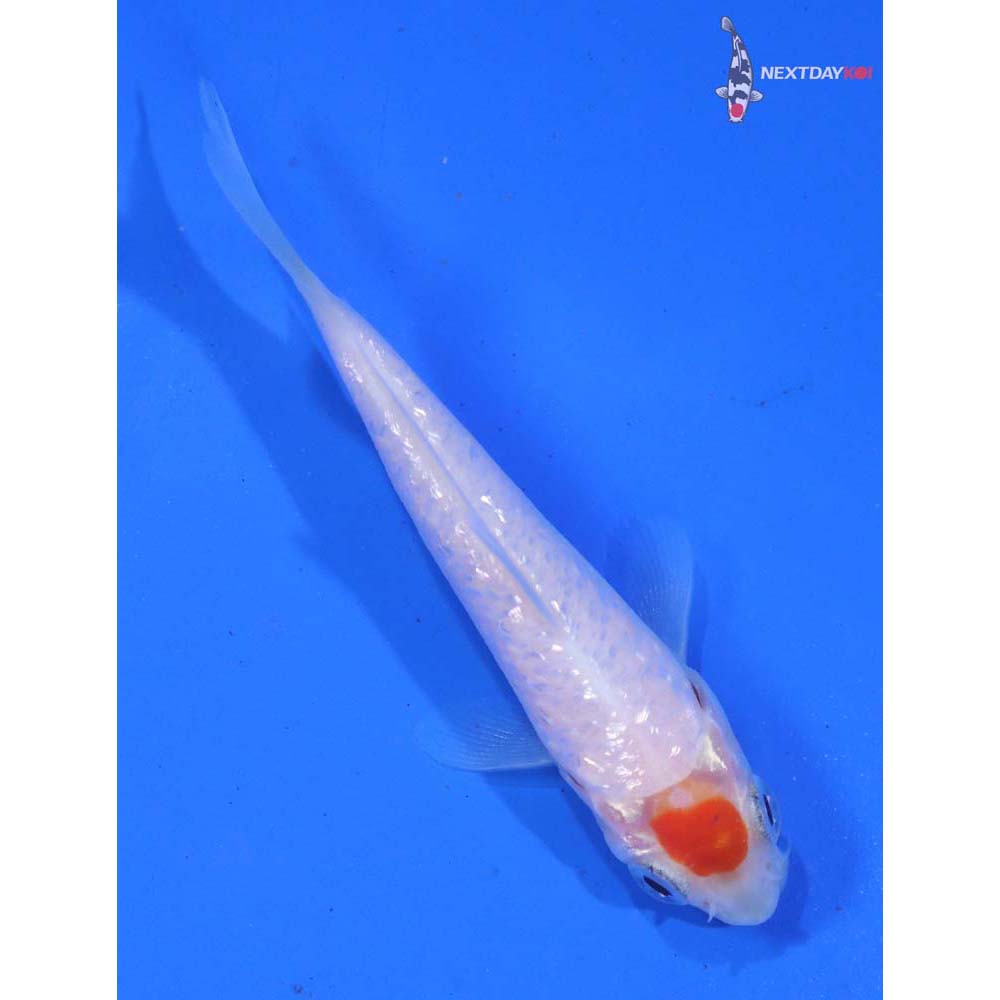 3” Imported Gin Rin Tancho Kohaku
