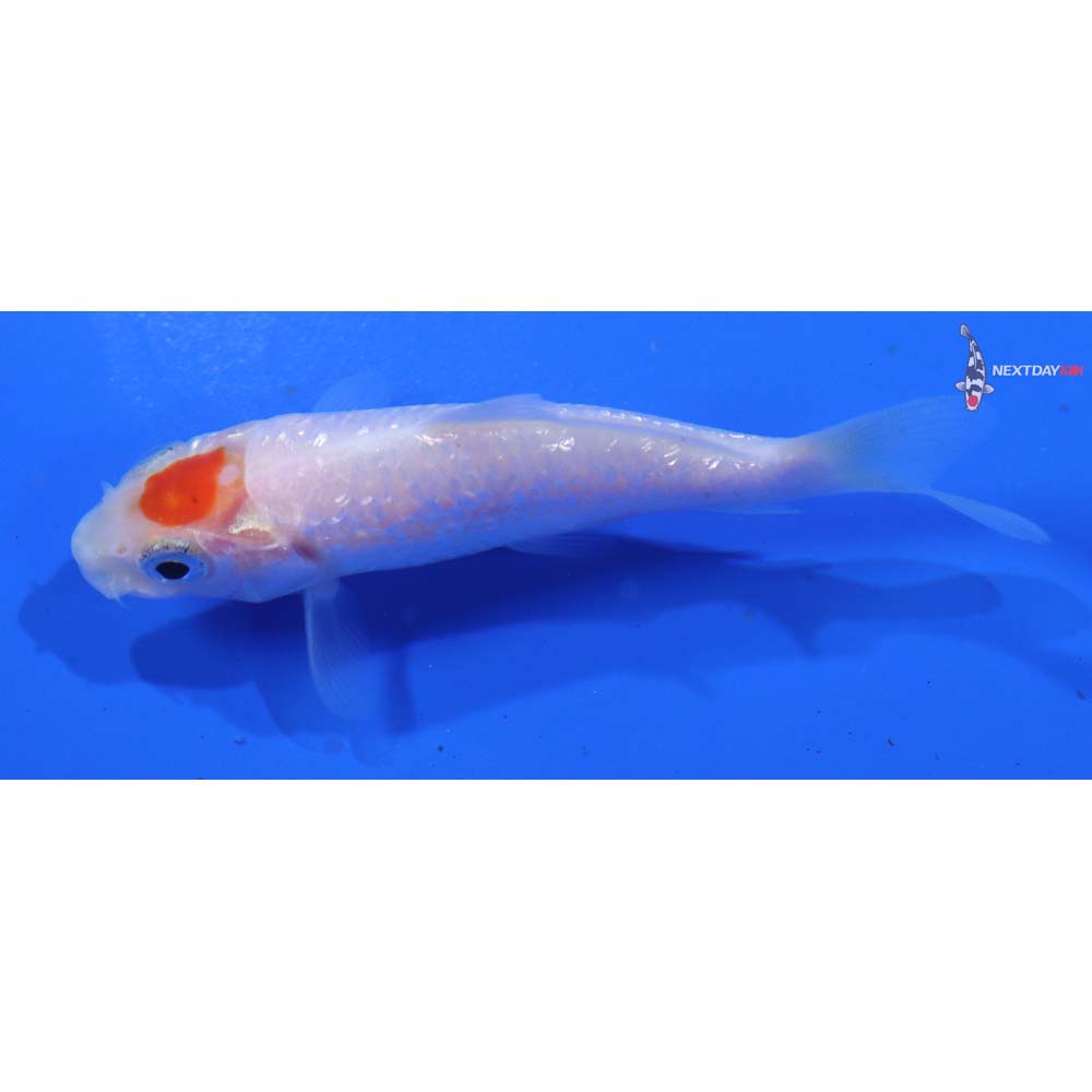 3” Imported Gin Rin Tancho Kohaku
