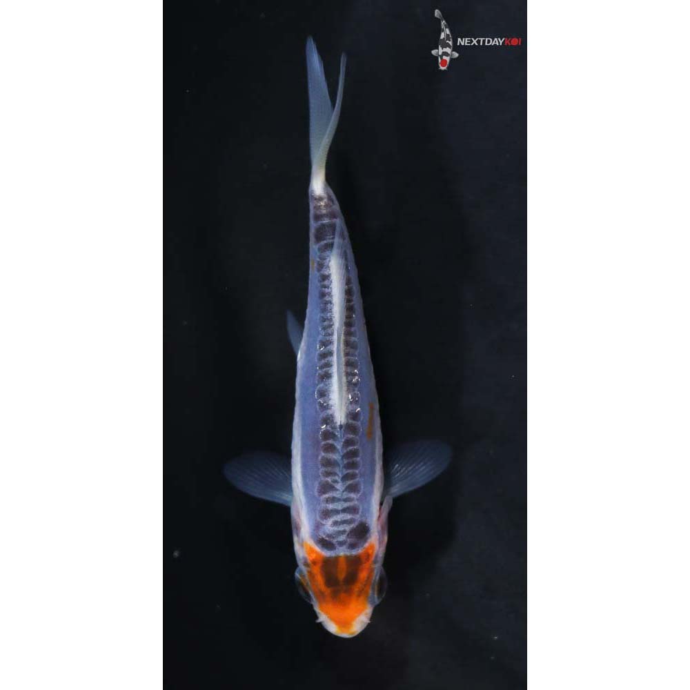 3” Imported Shusui