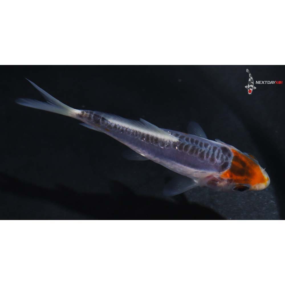 3” Imported Shusui
