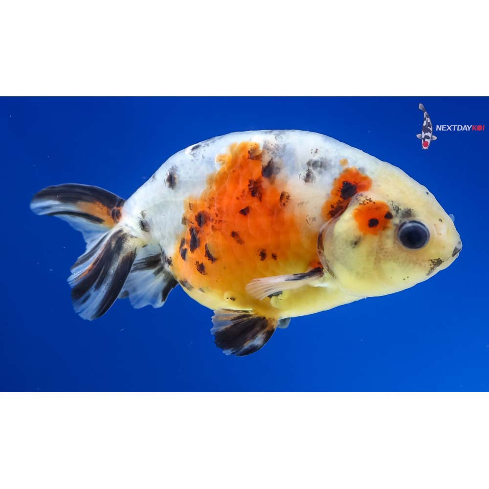 3.5” Imported Calico Ranchu