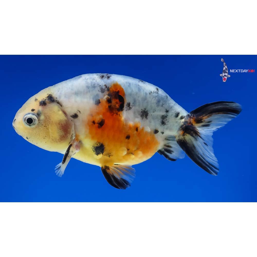3.5” Imported Calico Ranchu