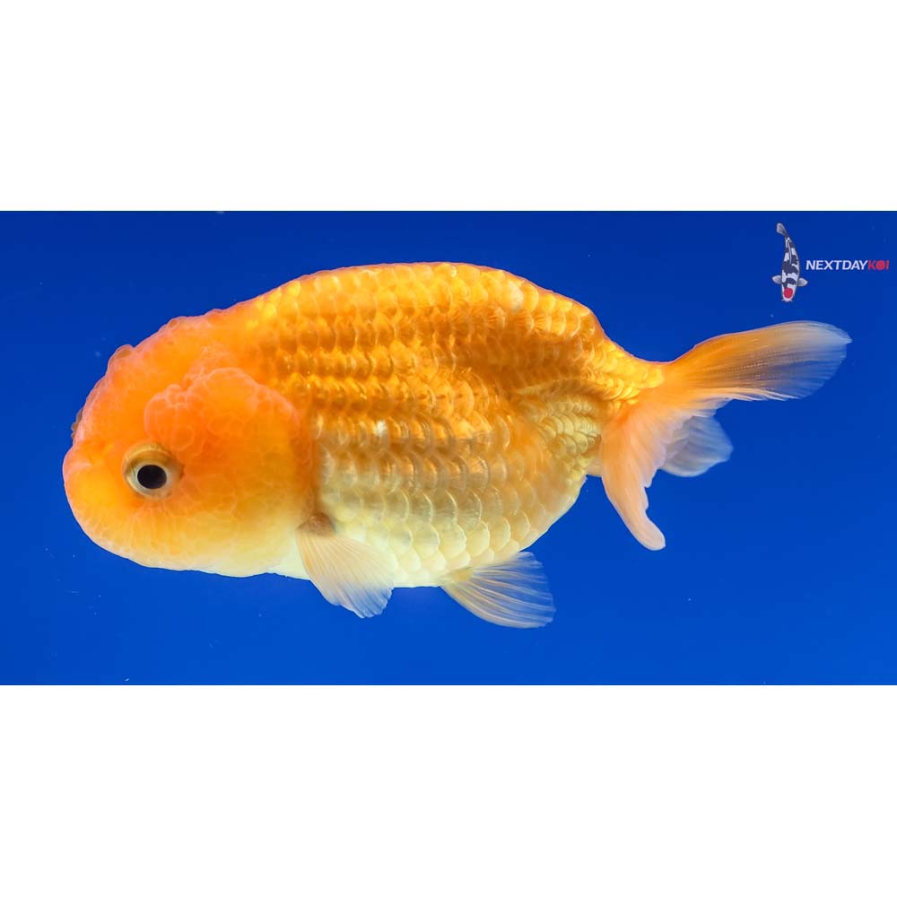 3.5” Imported Red Ranchu