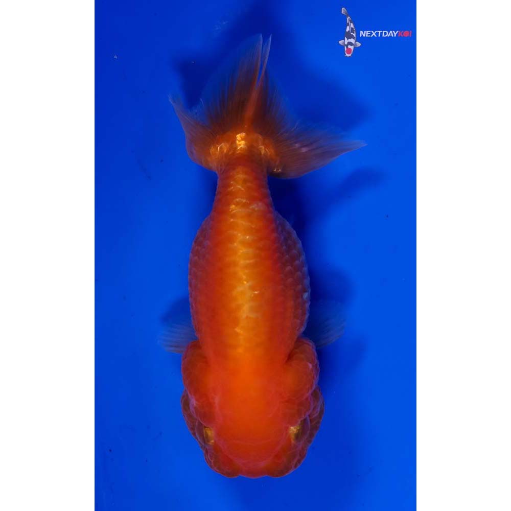 3.5” Imported Red Ranchu