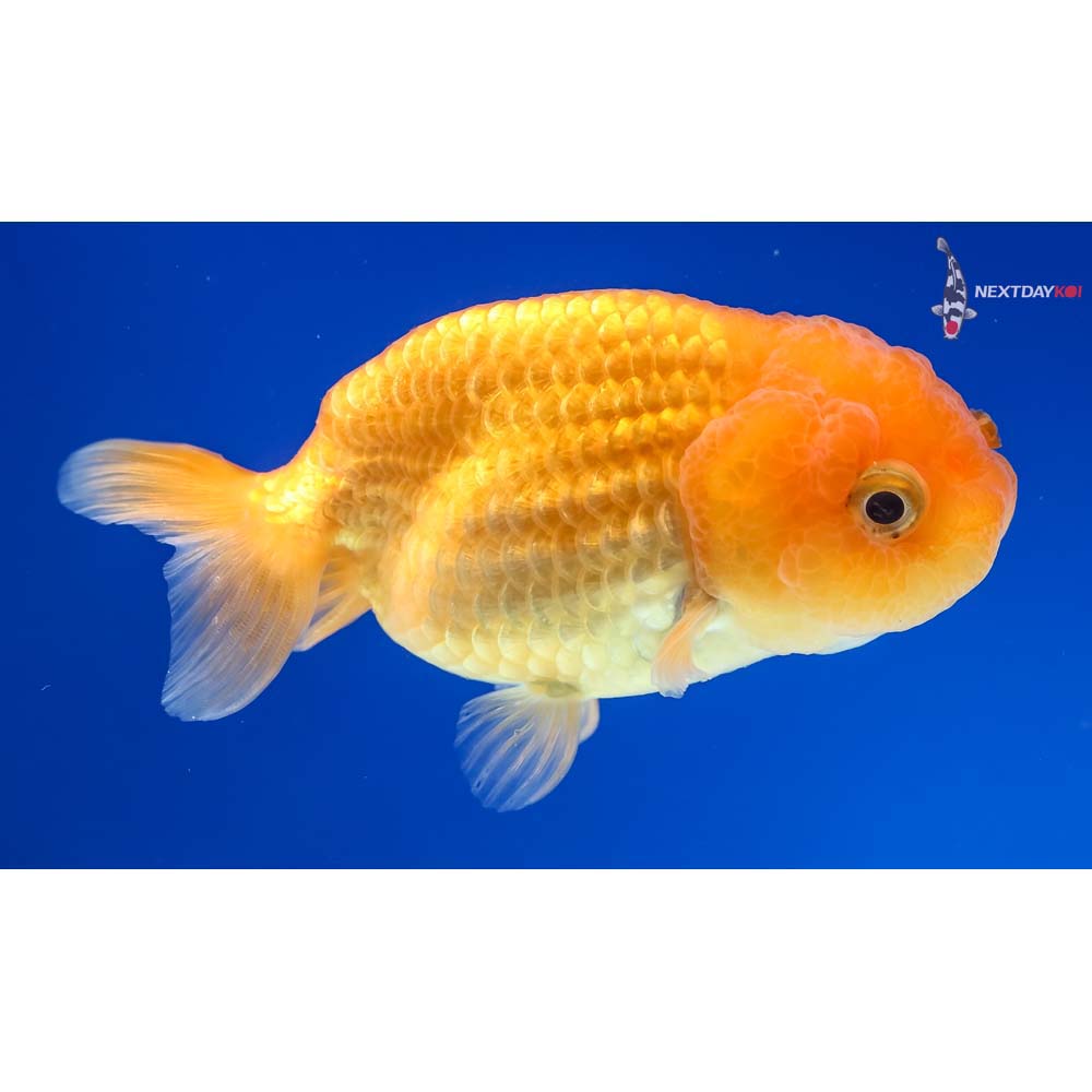 3.5” Imported Red Ranchu