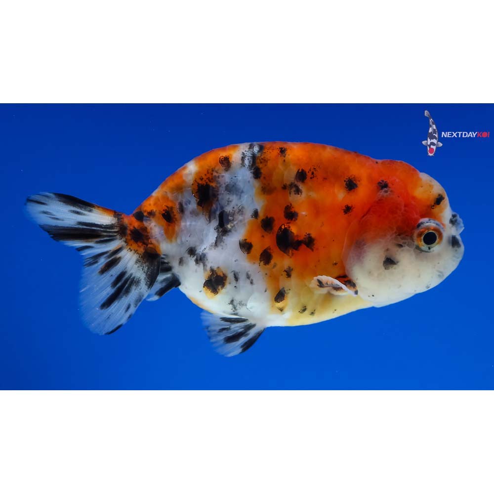 3.5” Imported Calico Ranchu