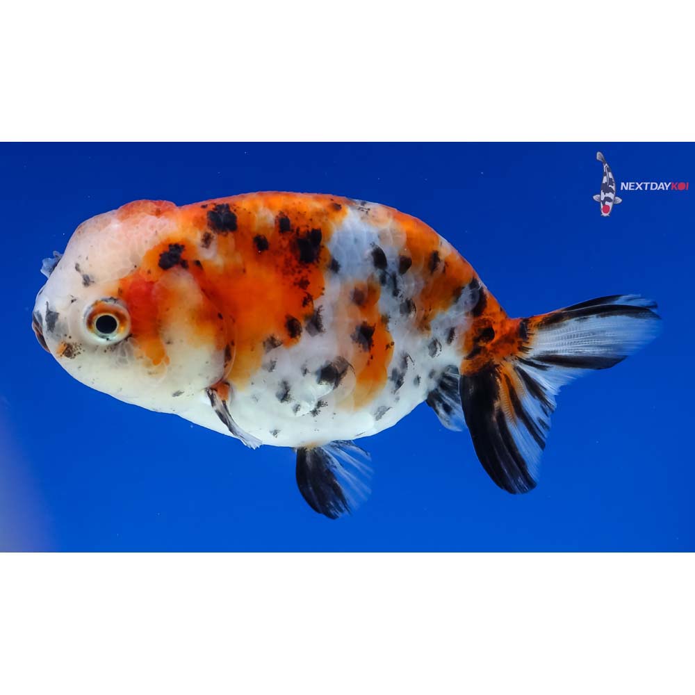 3.5” Imported Calico Ranchu