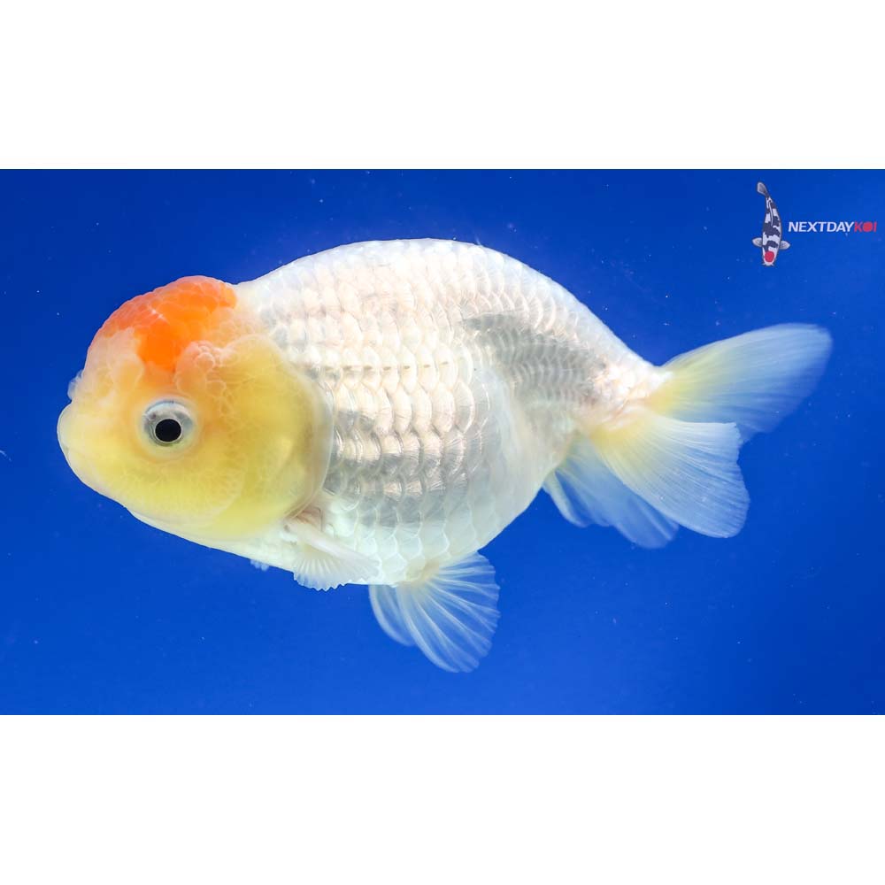 4.5” Imported Red and White Ranchu