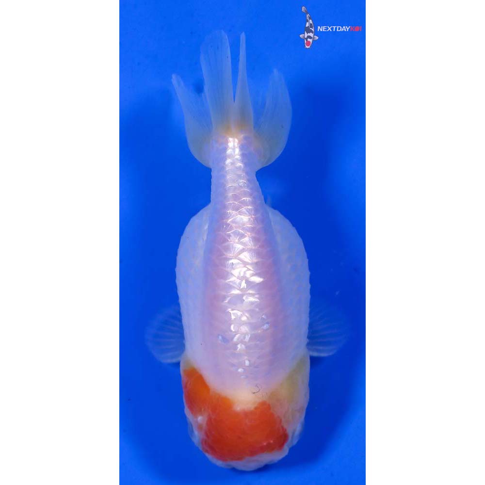 4.5” Imported Red and White Ranchu