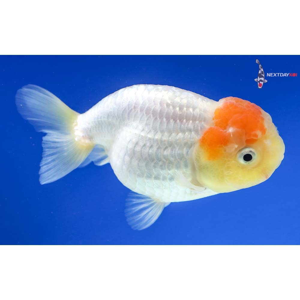 4.5” Imported Red and White Ranchu