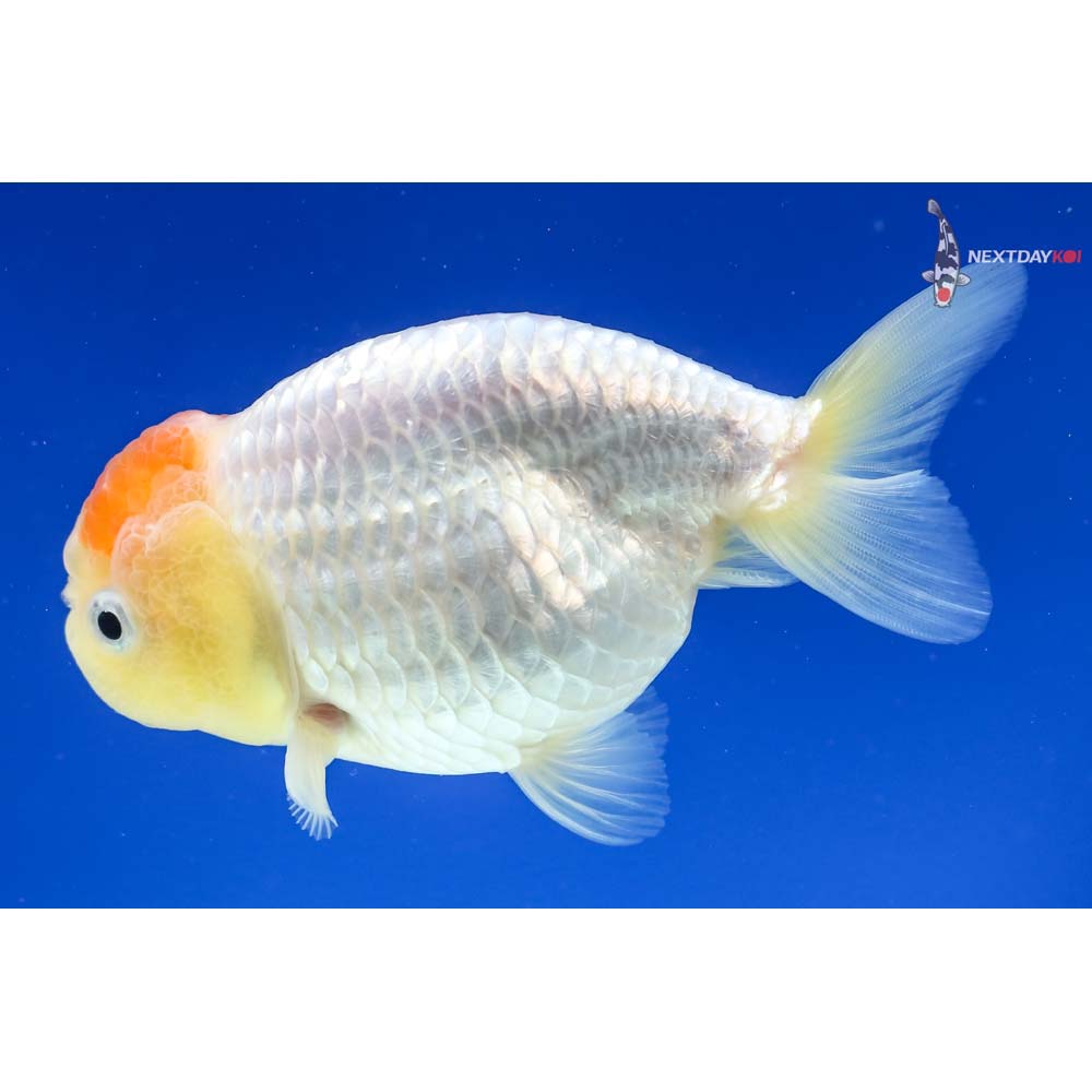 4.5” Imported Red and White Ranchu