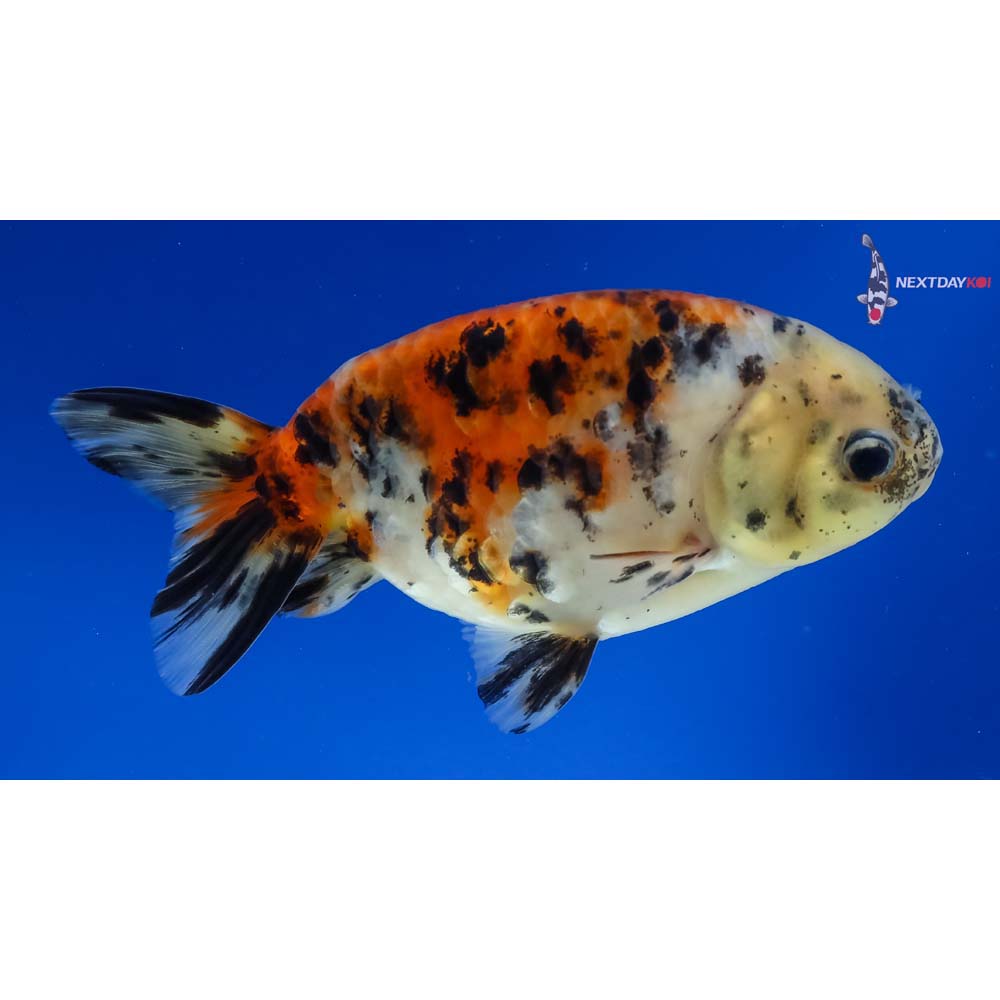 4.5” Imported Calico Ranchu