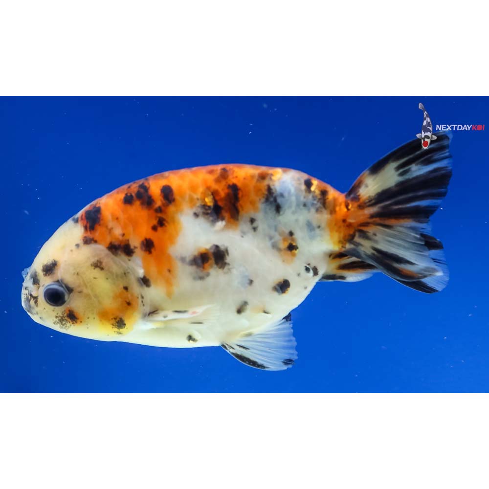 4.5” Imported Calico Ranchu