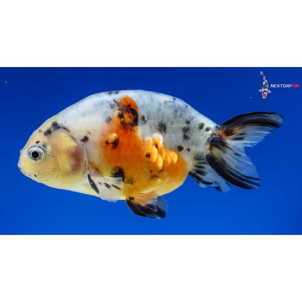 3.5” Imported Calico Ranchu